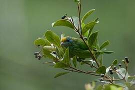 Yellow-fronted Barbet