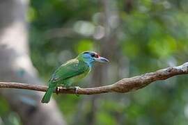 Blue-throated Barbet