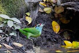 Blue-throated Barbet