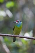 Blue-throated Barbet