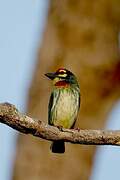 Coppersmith Barbet