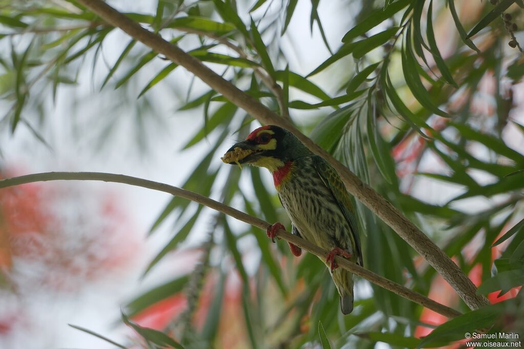 Barbu à plastron rougeadulte, mange