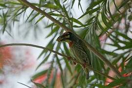 Coppersmith Barbet