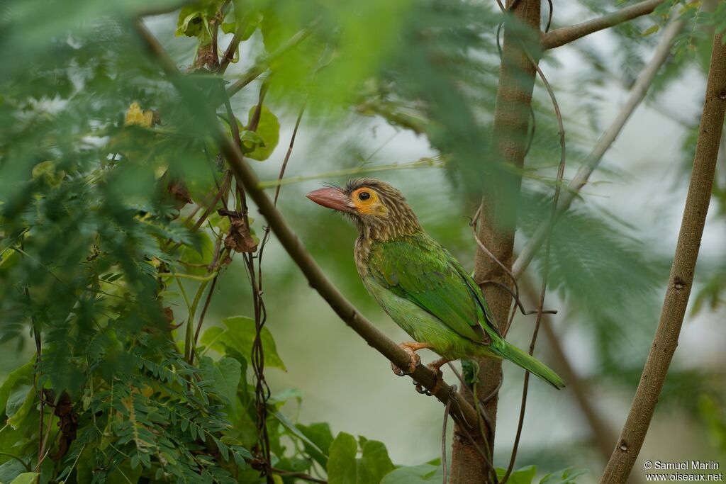 Brown-headed Barbetadult