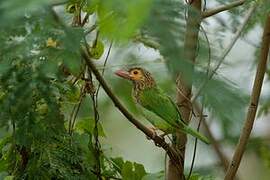 Brown-headed Barbet