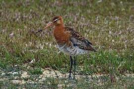 Black-tailed Godwit