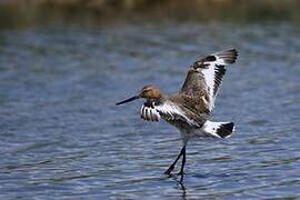 Black-tailed Godwit