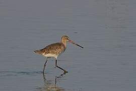Black-tailed Godwit