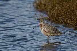 Marbled Godwit