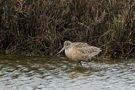 Marbled Godwit