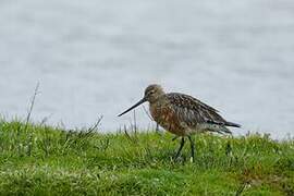 Bar-tailed Godwit