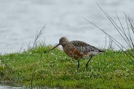 Bar-tailed Godwit