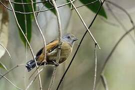 Variable Antshrike