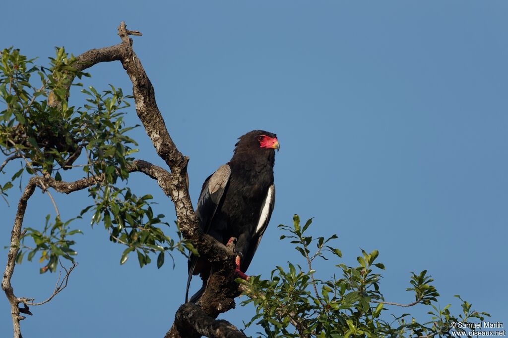 Bateleur des savanesadulte