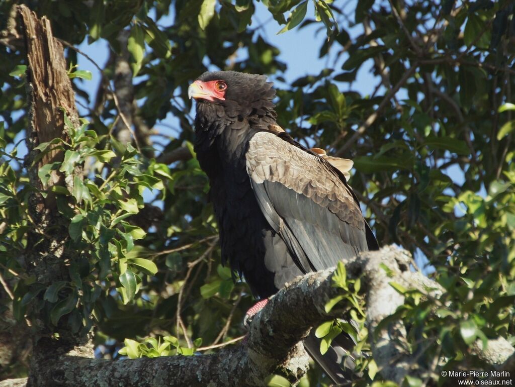 Bateleur des savanesadulte