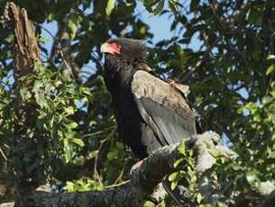 Bateleur des savanes