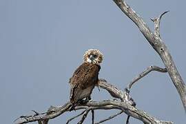 Bateleur des savanes