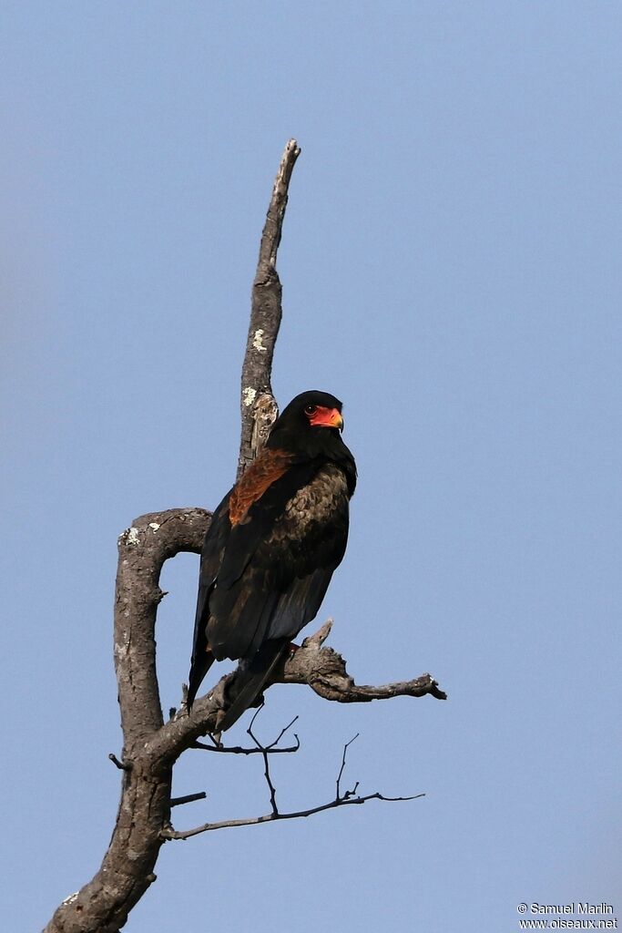 Bateleur des savanesadulte