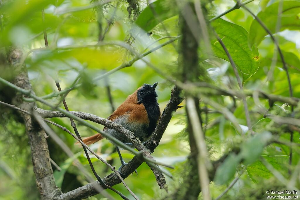 Black-faced Rufous Warbleradult