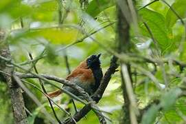 Black-faced Rufous Warbler