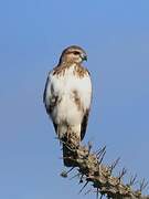 Madagascan Cuckoo-Hawk