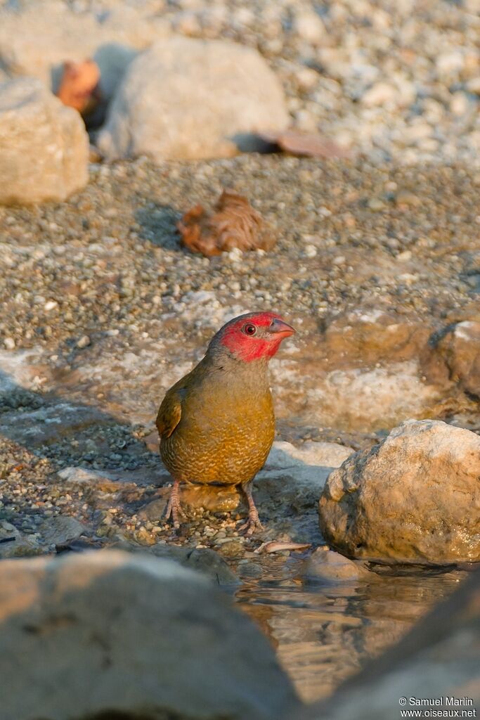 Orange-winged Pytiliaadult