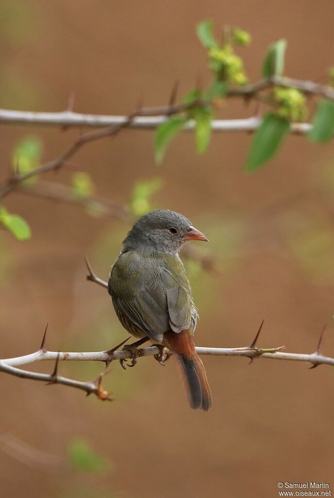 Green-winged Pytilia female adult