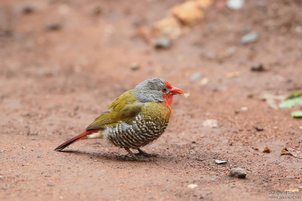 Green-winged Pytiliaadult, eats