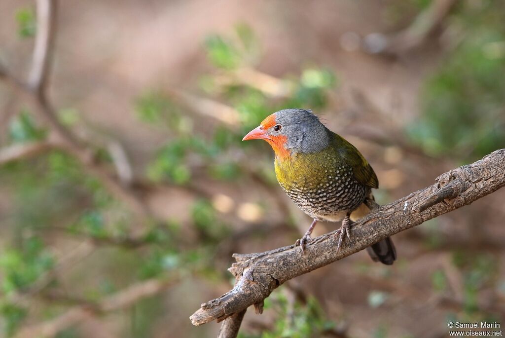 Green-winged Pytilia