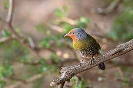 Green-winged Pytilia