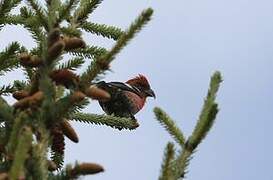 Two-barred Crossbill