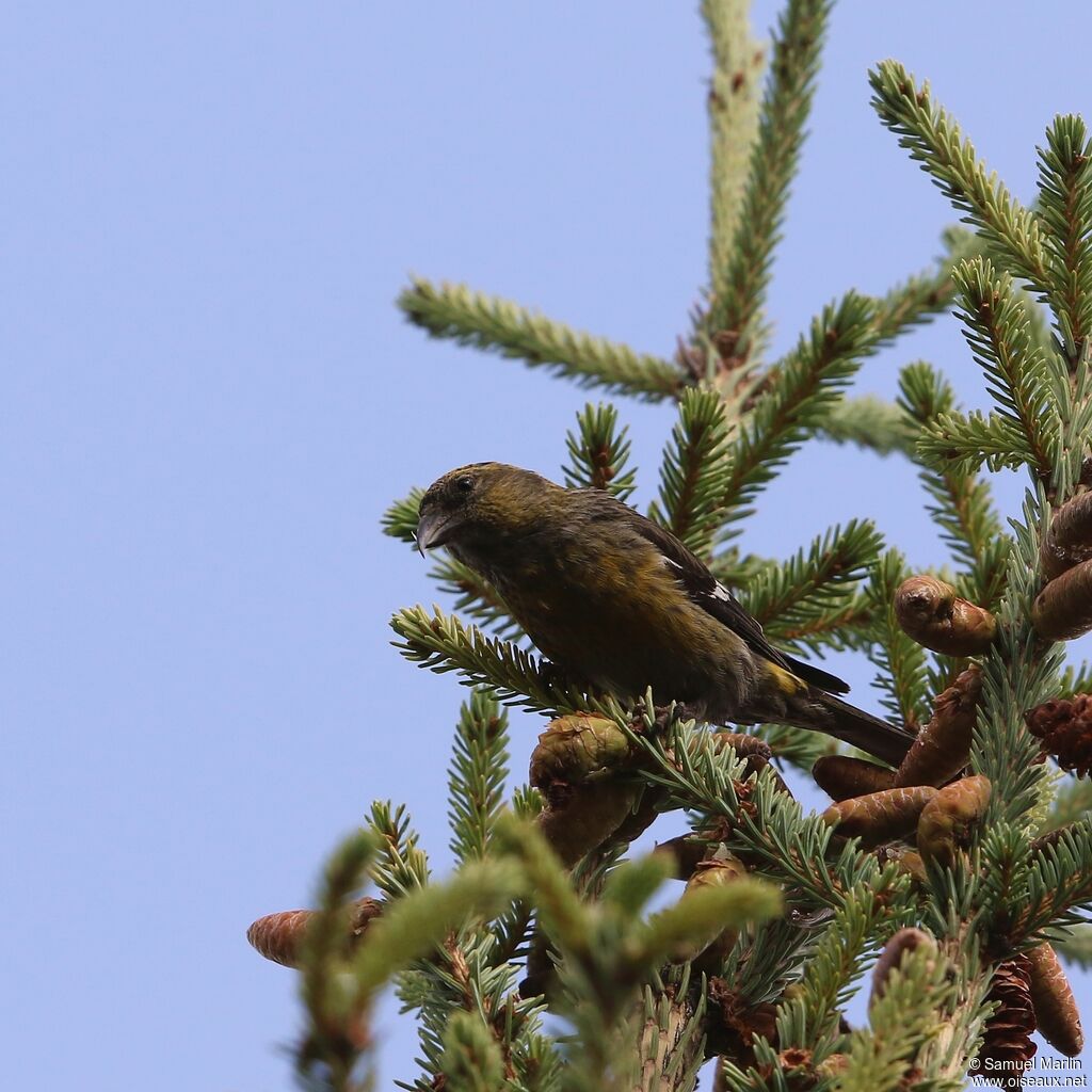 Two-barred Crossbill