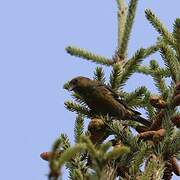 Two-barred Crossbill