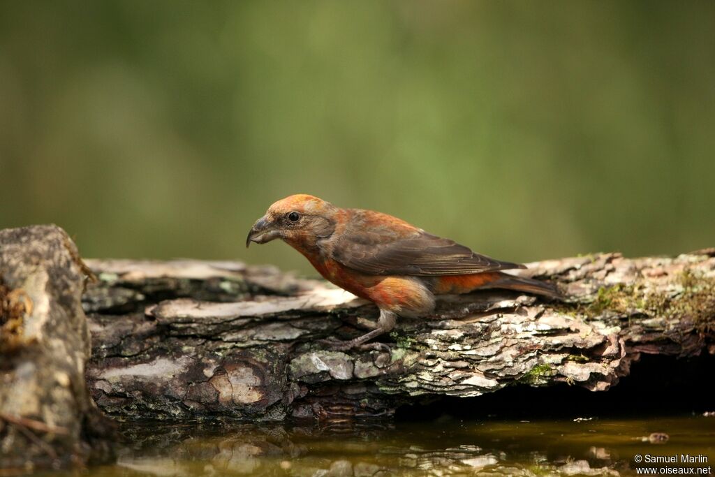 Red Crossbill male adult