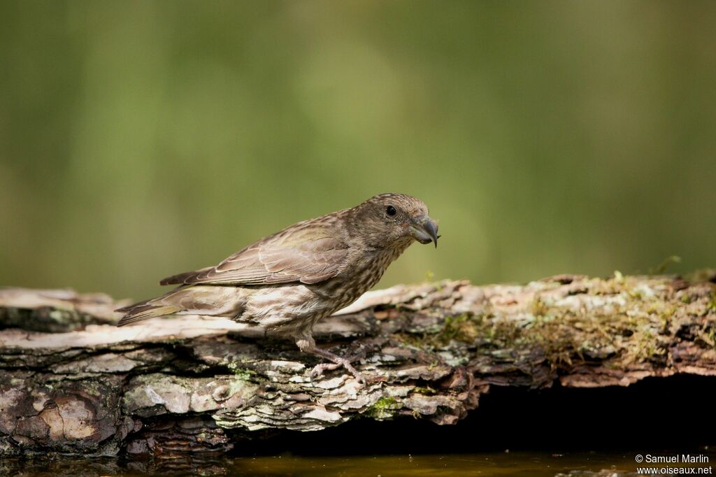 Red Crossbill female adult