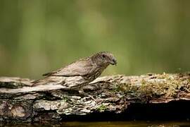 Red Crossbill