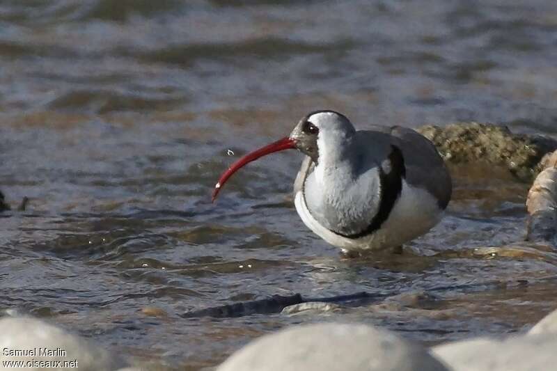 Bec-d'ibis tibétain mâle adulte