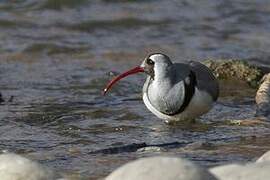 Ibisbill