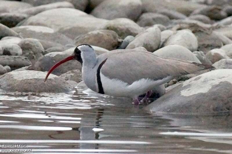 Bec-d'ibis tibétain mâle adulte, identification