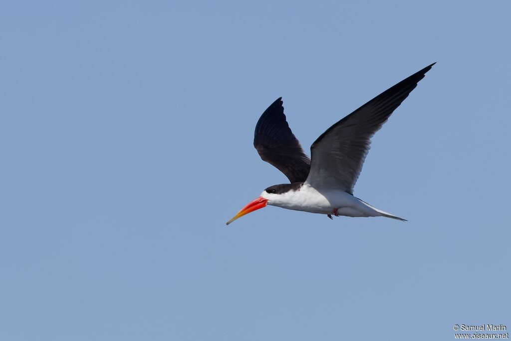 Bec-en-ciseaux d'Afrique