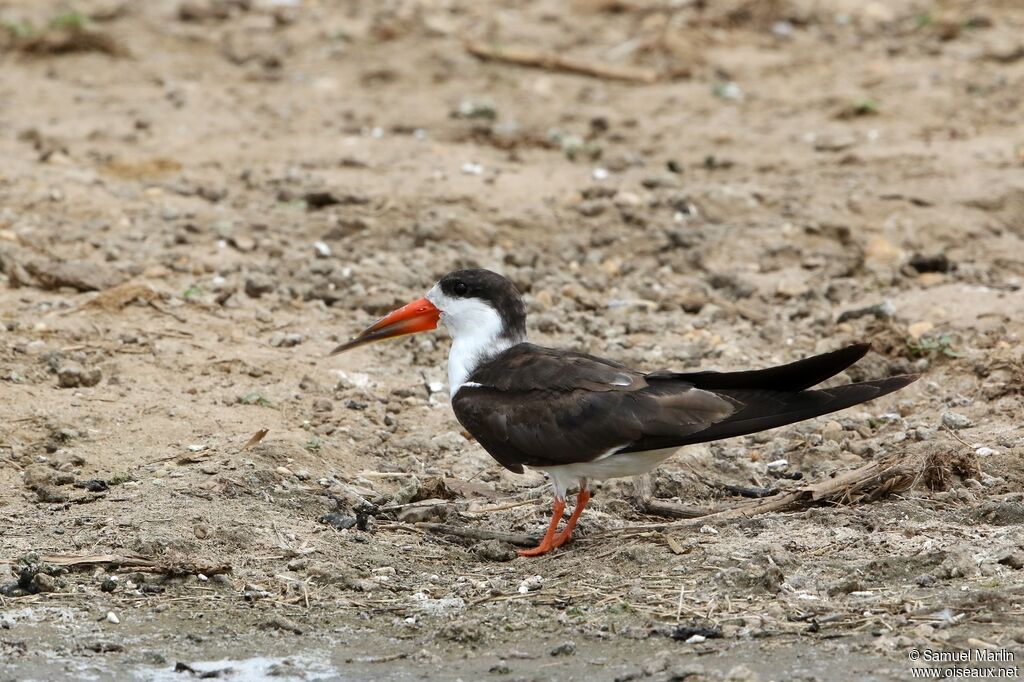 African Skimmeradult