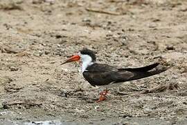 African Skimmer