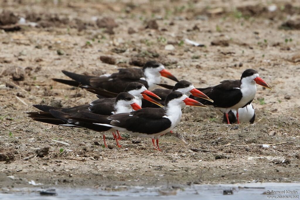 African Skimmeradult