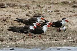 African Skimmer