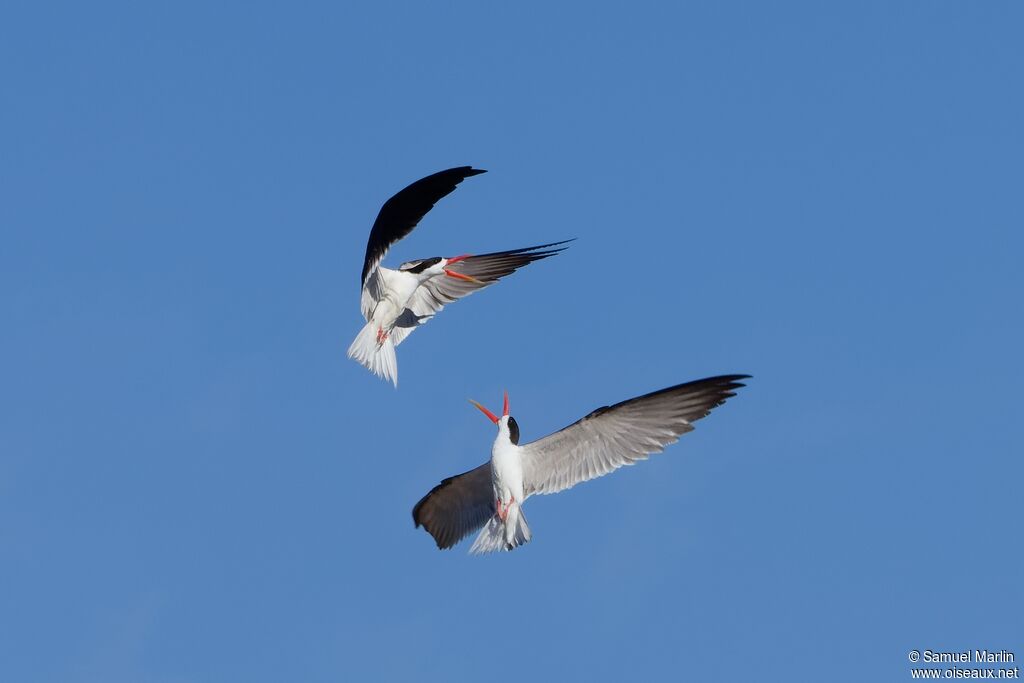 Bec-en-ciseaux d'Afrique