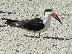 Black Skimmer