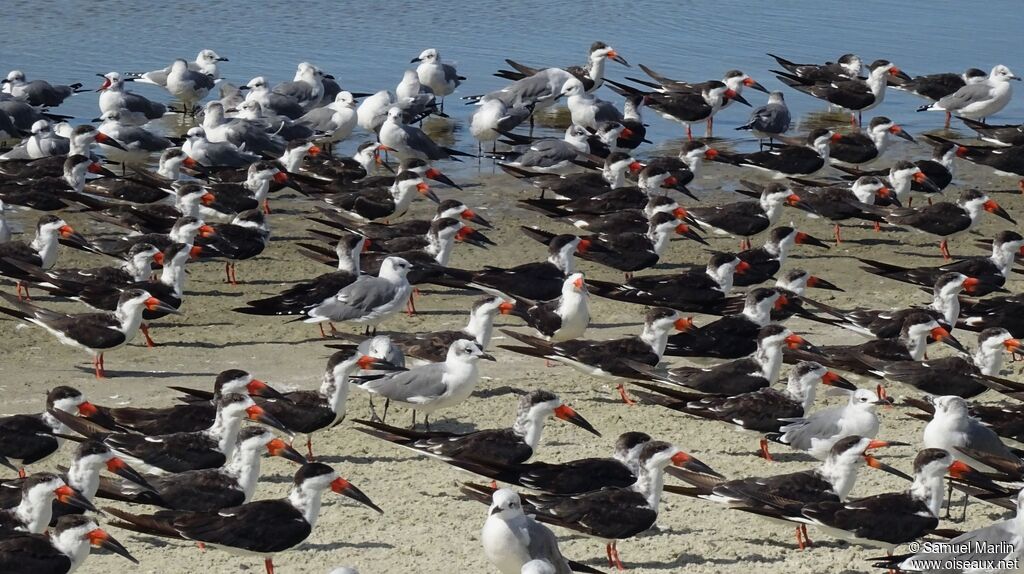 Black Skimmer