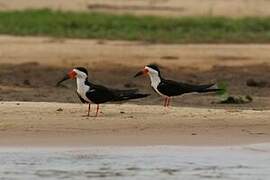 Black Skimmer