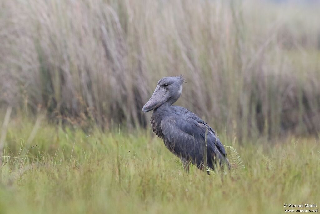 Shoebill