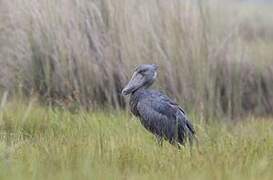 Shoebill